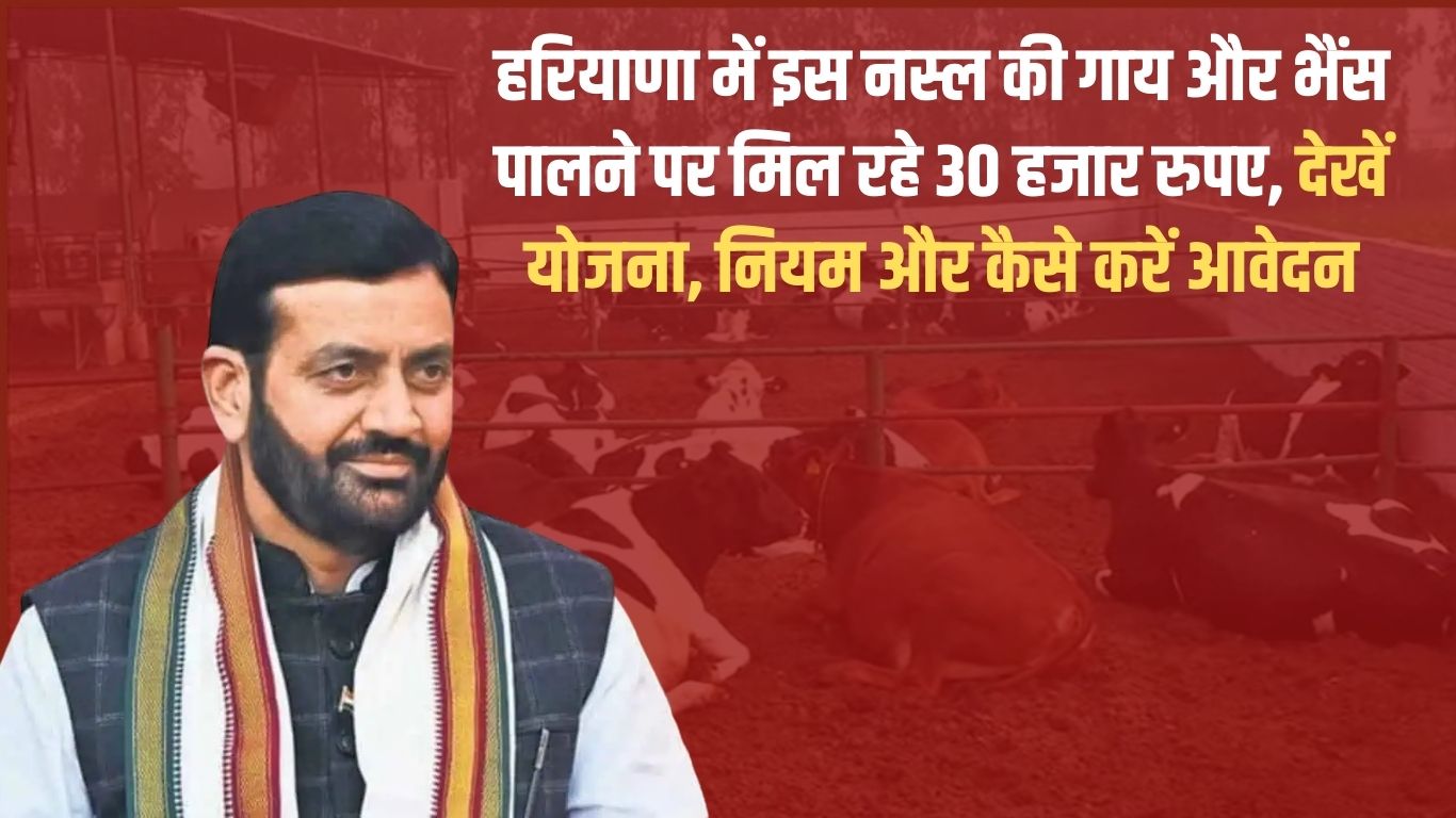 Haryana native cow Murrah breed buffalo rearing 30 thousand rupees