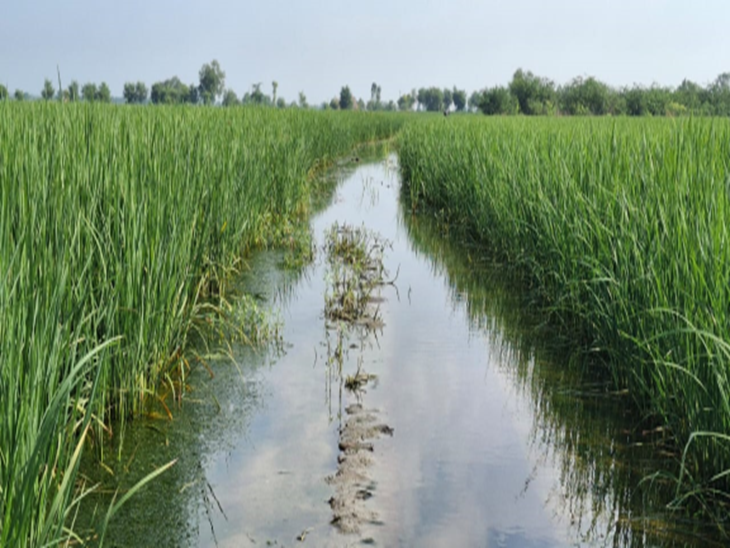 Jind stadium waterlogged state level games postponed crop damage portal complaint