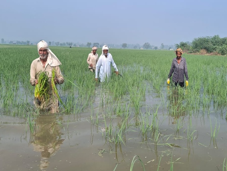 Haryana Weather Update Today Weather Tomorrow Weather Rain Alert