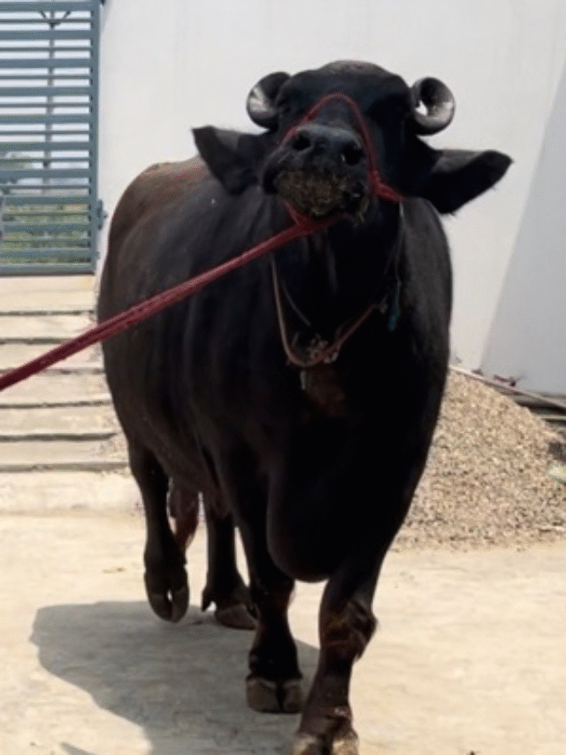 Scientists got great success regarding Murrah buffalo, now clone bull...