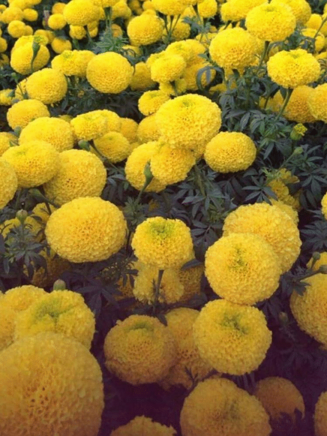 Earn lakhs of rupees by cultivating marigold, adopt this method, you will get more yield and profit.