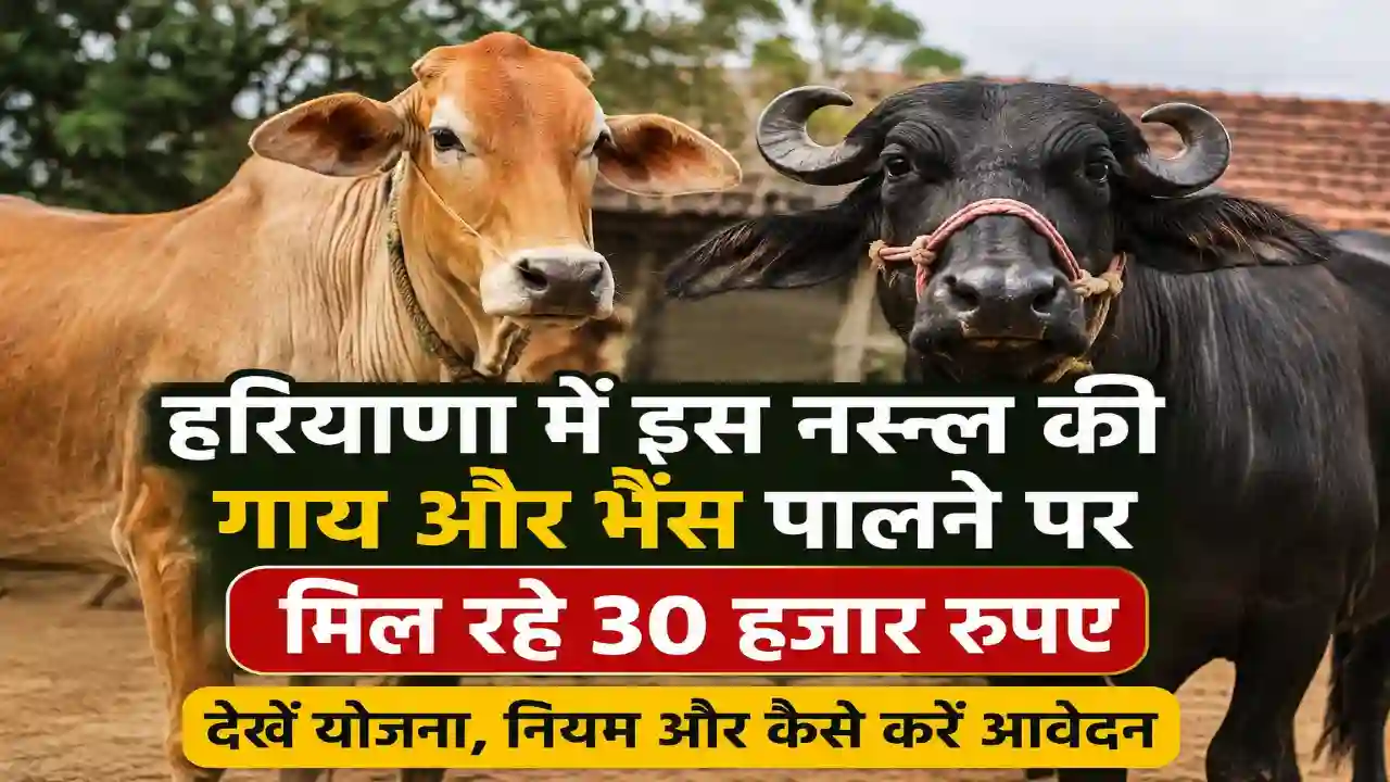 Cow Murrah Breed Buffalo : हरियाणा में इस नस्ल की गाय और भैंस पालने पर मिल रहे 30 हजार रुपए, देखें योजना, नियम और कैसे करें आवेदन