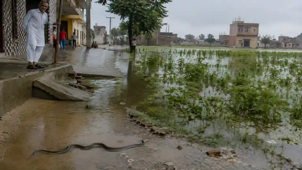 Jind-Julana News ; जींद में आबादी में घुसने लगे सांप, खेतों में जलभराव, गांवों के चारों तरफ फैले पानी से आबादी की तरफ आ रही जहरीले जीव