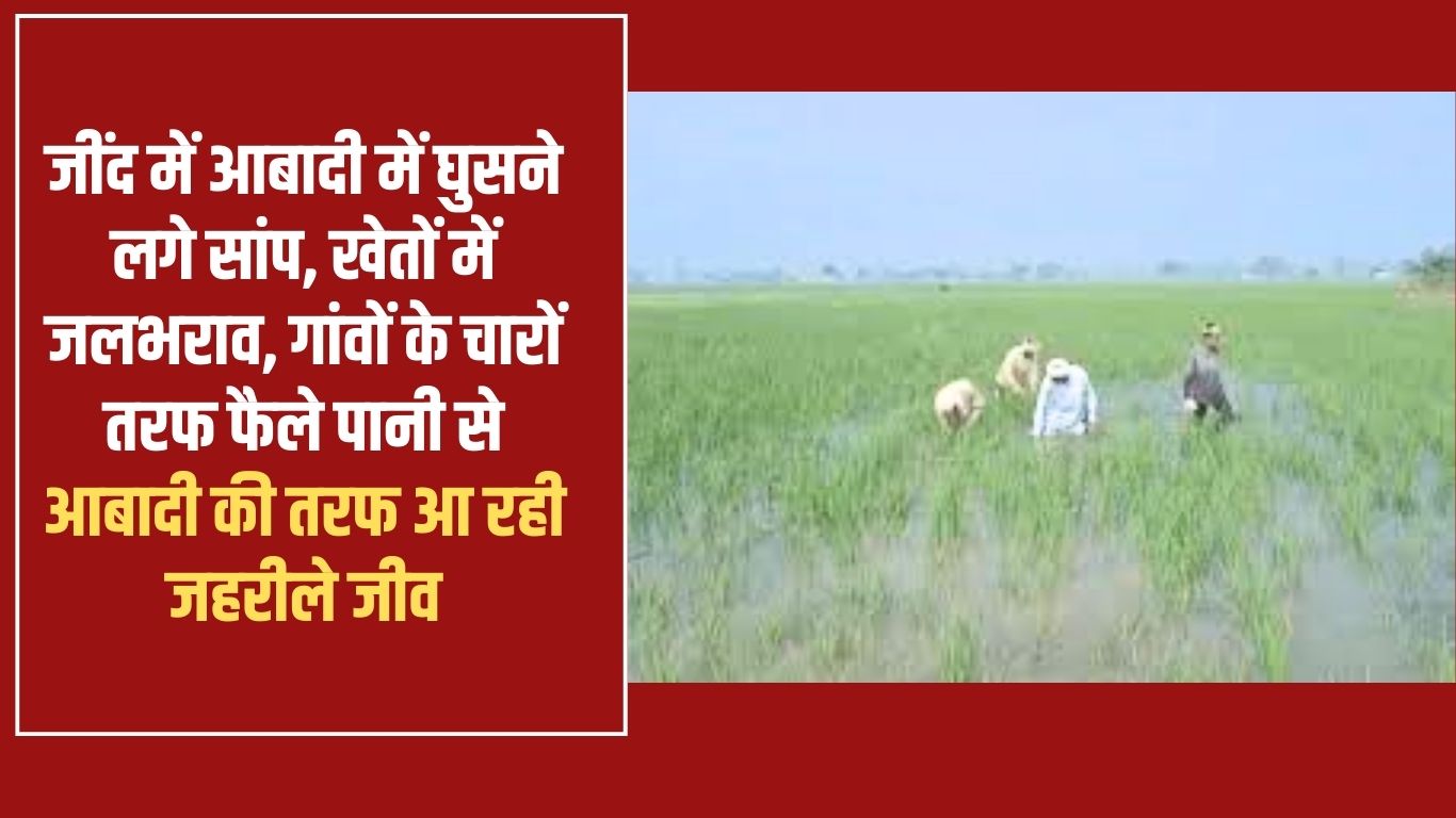 Snakes have started entering the population in Jind, waterlogging in the fields, poisonous creatures are coming towards the population due to water spread around the villages