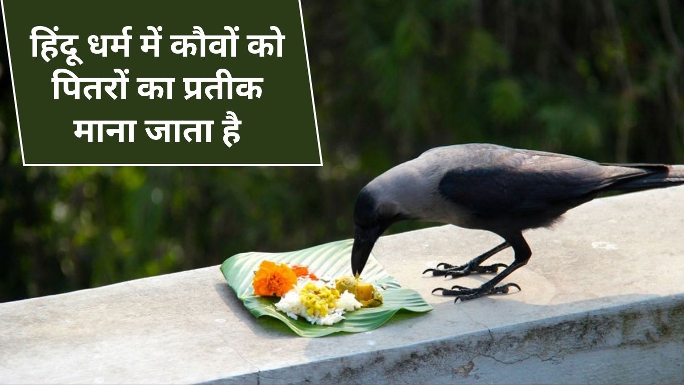 In Hinduism, crows are considered a symbol of ancestors.