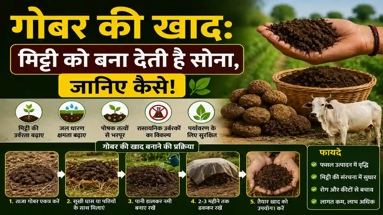 (Cow Dung Manure)गोबर की खाद: मिट्टी को बना देती है सोना, जानिए कैसे!